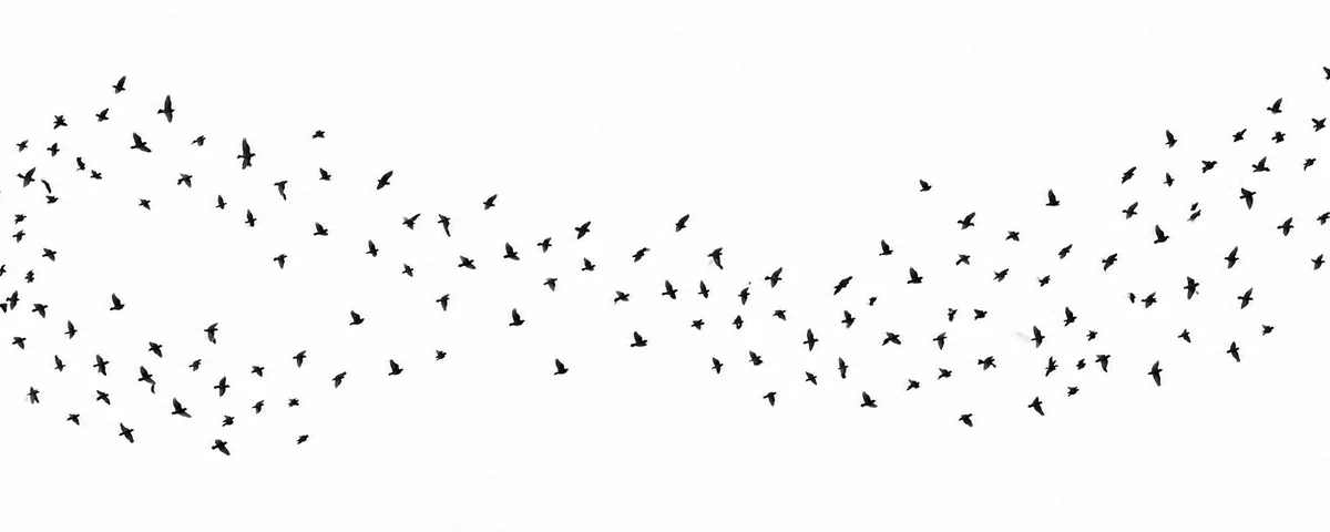 Black silhouettes of a murmuration of birds in flight across a white background; no text.